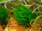 Preview: Flammen-Moos - Taxiphyllum sp. 'Flame Moss' in vitro